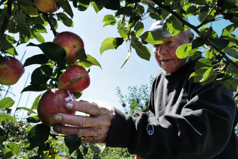 Brian Medeiros owner of Dartmouth Orchards who has been fighting throat cancer since last year, checks in on the apples he is growing with breast cancer awareness stickers on them, which when peeled will leave the imprint on the apple.  He plans on selling these apples at his farm stand on Old Westport Road in Dartmouth, MA and donating the proceeds to the cancer foundation next month during breast cancer awareness month.  PHOTO PETER PEREIRA