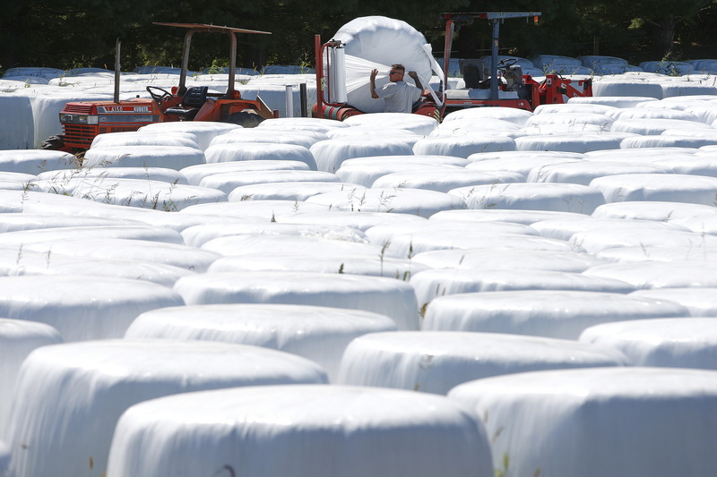 Jimmy Borges of Sylvan Nursery is surrounded by over two thousand hay bales wrapped in cellophane as he tries to finish wrapping the final bales on a field in Westport, MA in preparation for the fall season. These bales will eventually be used to feed beef cows.  PHOTO PETER PEREIRA