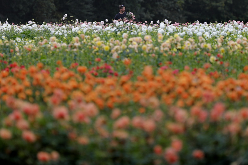 Tucker of Russells Mills Flower Company is surrounded by a sea of color as he harvests dahlia flowers from a new field the company planted in Westport, MA for the first time this year. PHOTO PETER PEREIRA