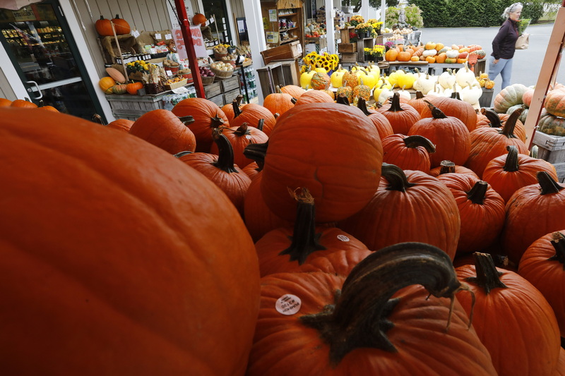 A woman walks past the colorful pumpkins on sale outside of Fieldstone on Route 6 in Marion, MA as the Fall season gets underway. PHOTO PETER PEREIRA