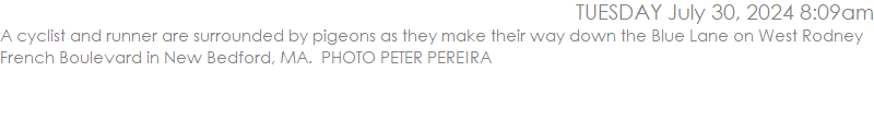A cyclist and runner are surrounded by pigeons as they make their way down the Blue Lane on West Rodney French Boulevard in New Bedford, MA.  PHOTO PETER PEREIRA