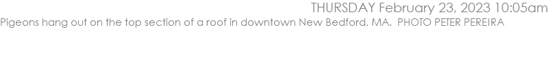 Pigeons hang out on the top section of a roof in downtown New Bedford, MA.  PHOTO PETER PEREIRA