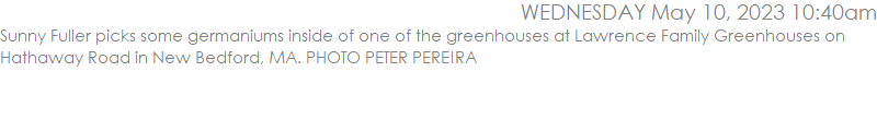 Sunny Fuller picks some germaniums inside of one of the greenhouses at Lawrence Family Greenhouses on Hathaway Road in New Bedford, MA. PHOTO PETER PEREIRA